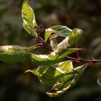 Drieň biely (Cornus alba) ´ELEGANTISSIMA´ - výška 40-60 cm, kont. C3L